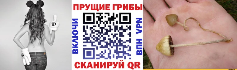 Галлюциногенные грибы MAGIC MUSHROOMS  дарнет шоп  Учалы 